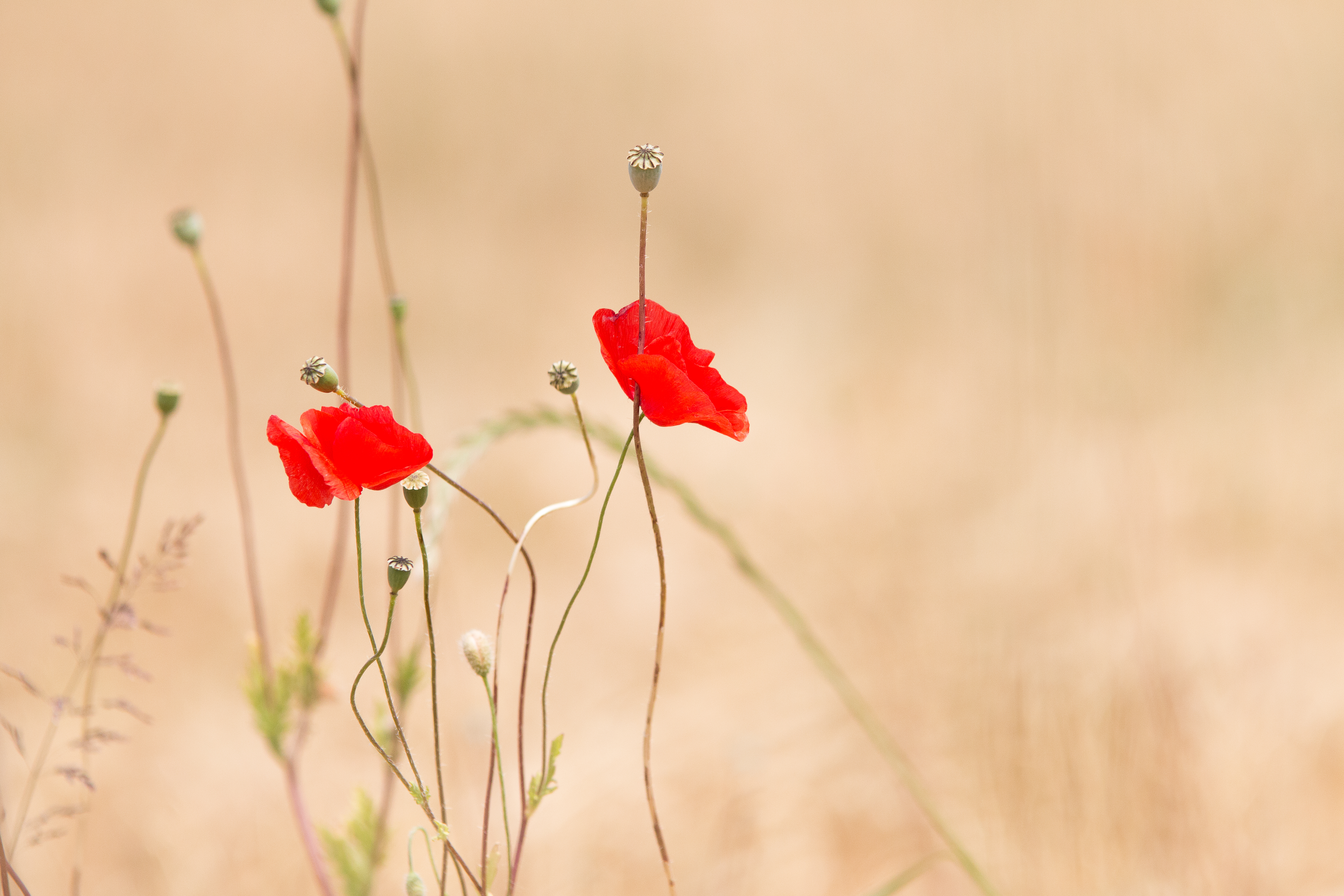 Coquelicots dans un champ, lumière dorée
