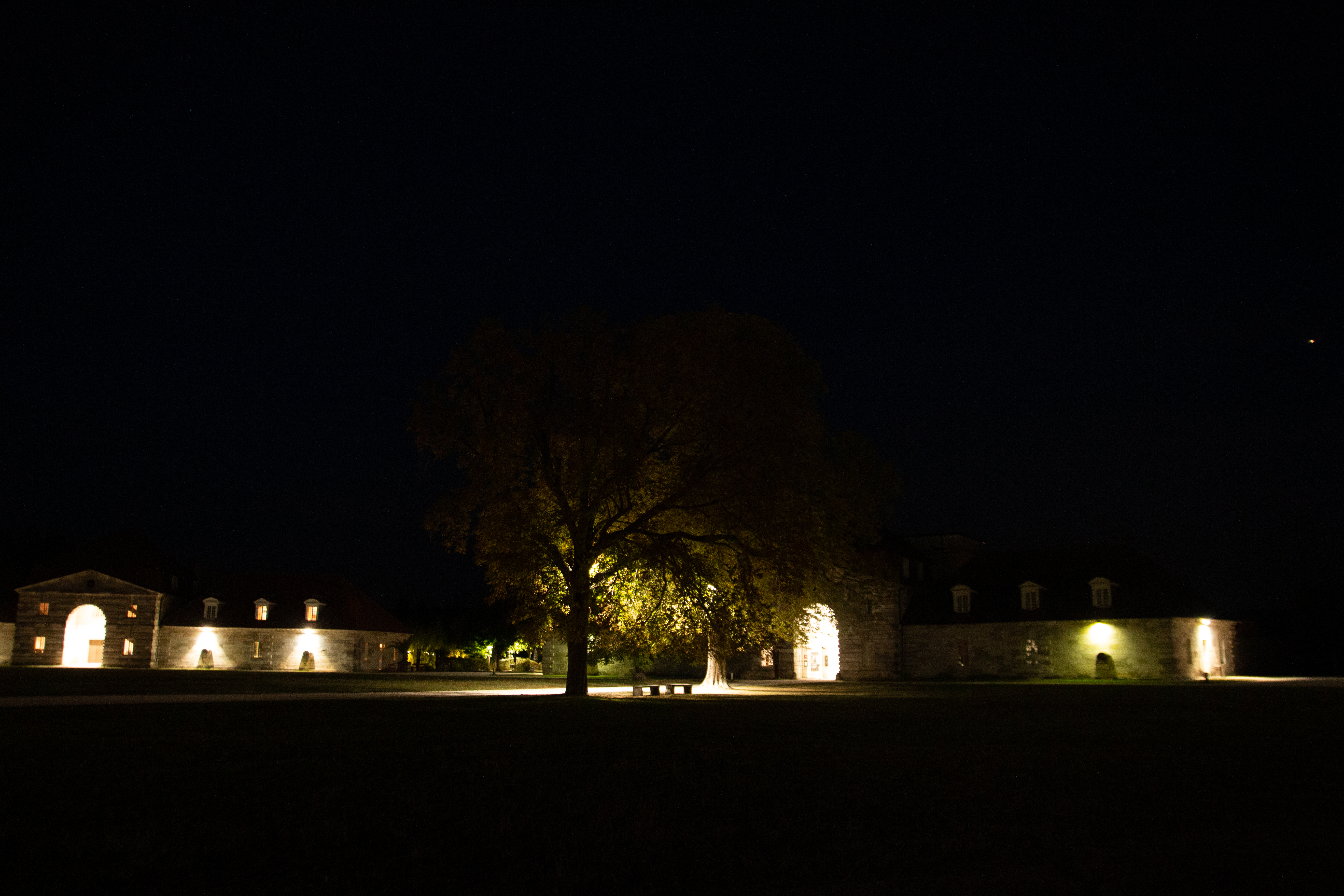 Domaine la nuit, arbre illuminé